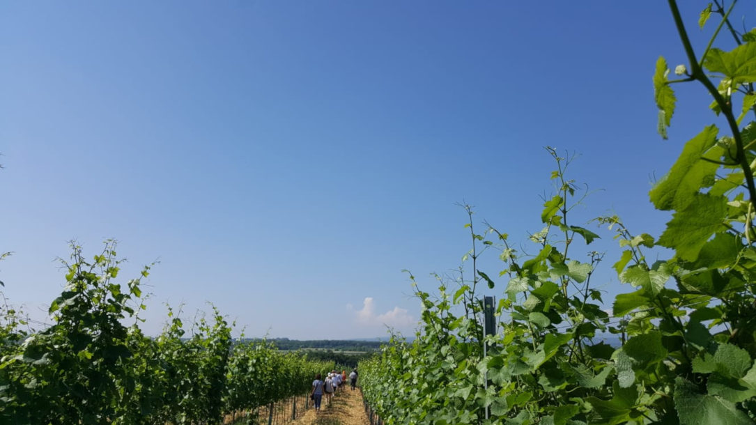 Weingartenwanderung 2019 - Blick in den Weingarten